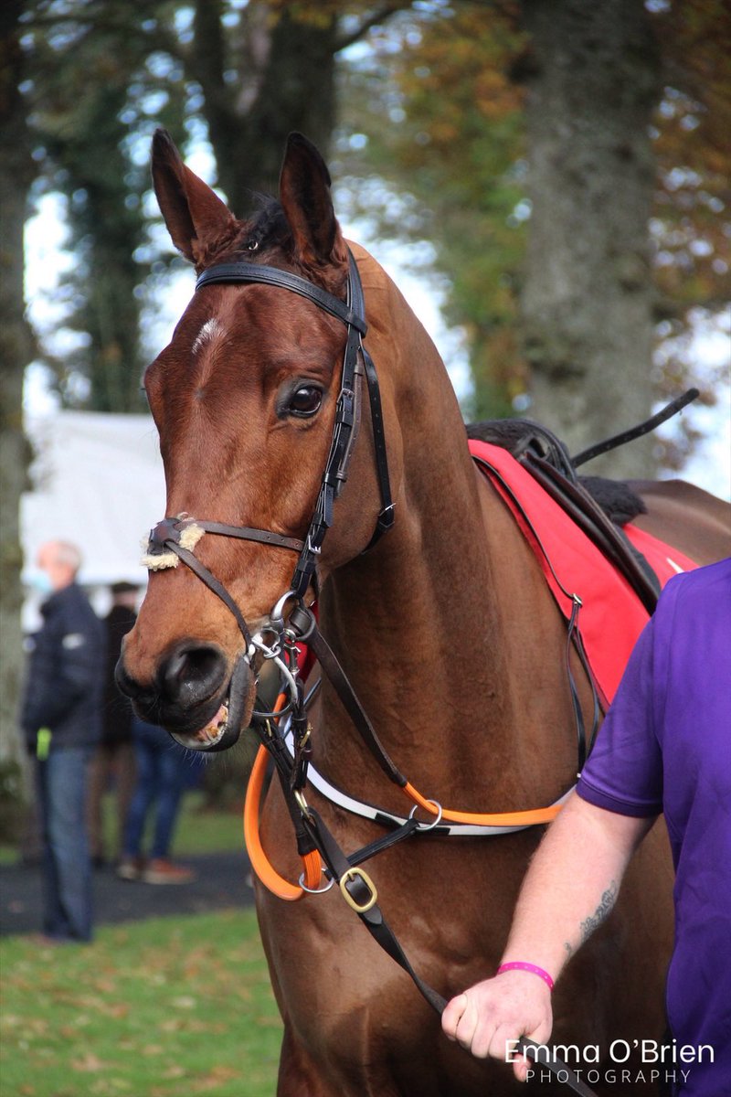 EmmaOBrien2204's tweet image. So happy to see Bob Olinger winning at Cheltenham, one of my most favourite horses in training to have followed over the years 🫶🏼