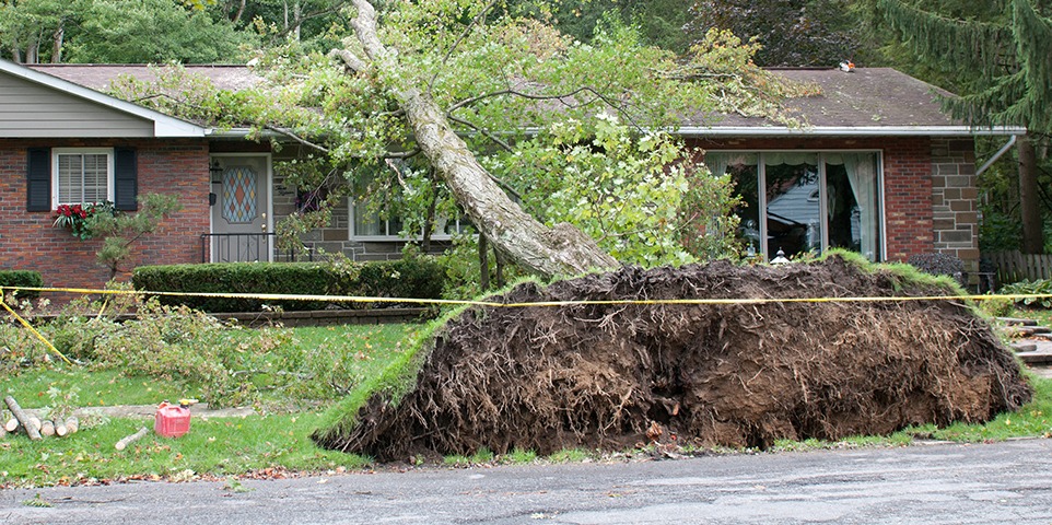 If a tree hits your home or property, your standard homeowners #insurance policy covers the damage to the structure and any damage to the contents. 

Here's what to know about tree-related damage: bit.ly/2N3KIqy

#homeownersinsurance #homeinsurance