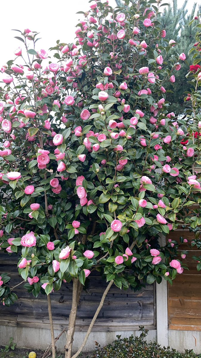 Emma goddard (@emmagoddard2008) on Twitter photo Oooooo spring is coming and I’ve sown 20 seeds in the last few weeks!! #excitement #lovemygarden #allotment <a href="/GWandShows/">BBC Gardeners World</a> Oooooo spring is coming and I’ve sown 20 seeds in the last few weeks!! #excitement #lovemygarden #allotment <a href="/GWandShows/">BBC Gardeners World</a>
