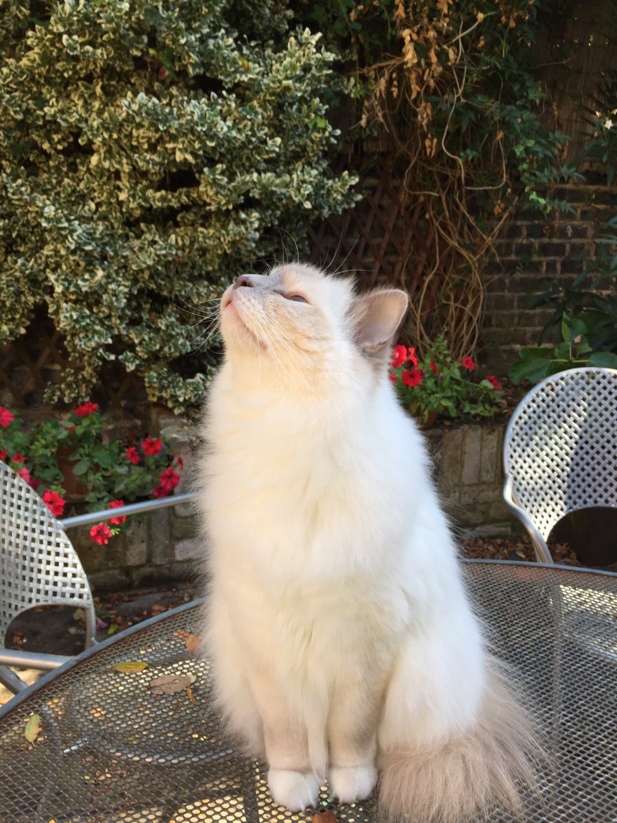 Teddy the Beer Cat lives with Lord Battersea and will be at Wandsworth Common Beer festival March 26th-29th Tickets £15 Mice go free but beware of the Cat! wandsworthbeer2025.eventbrite.co.uk