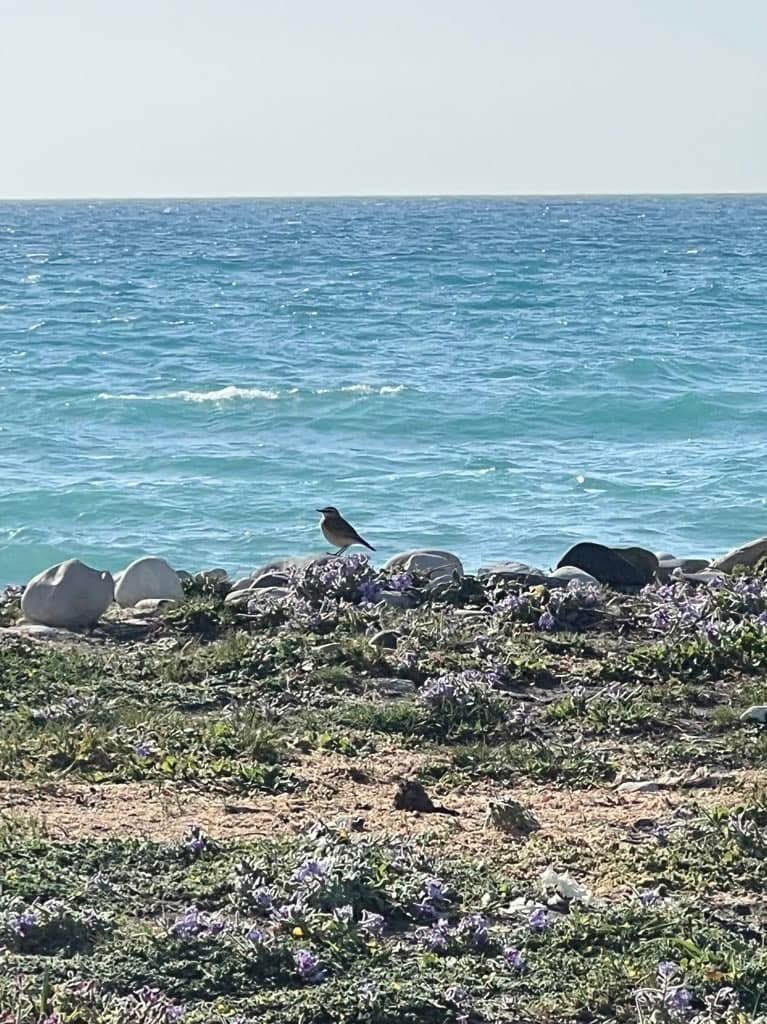A fall of Wheatear at Akrotiri Gravel Pits - c96 Isabelline Wheatear, 14 Northern Wheatear, Desert Wheatear &amp; 2 Cyprus Wheatear. 
+ 21 Greater Short-toed Lark, 6 Red rumped Swallow, Wryneck &amp; Common Redstart. 
100+ Garganey &amp; 16 Pintail offshore. 
#cyprusbirds