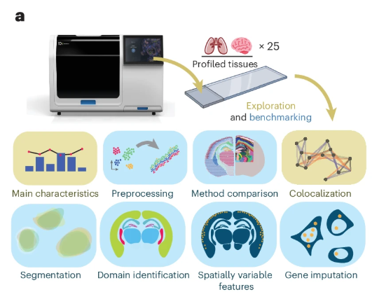 A study from <a href="/sergiomarco96/">Sergio Marco</a> <a href="/MatsNilssonLab/">MatsNilssonLab</a> and colleagues presents a comprehensive evaluation of Xenium in situ datasets and provides recommendations on analysis workflows. <a href="/scilifelab/">SciLifeLab</a> 

nature.com/articles/s4159…