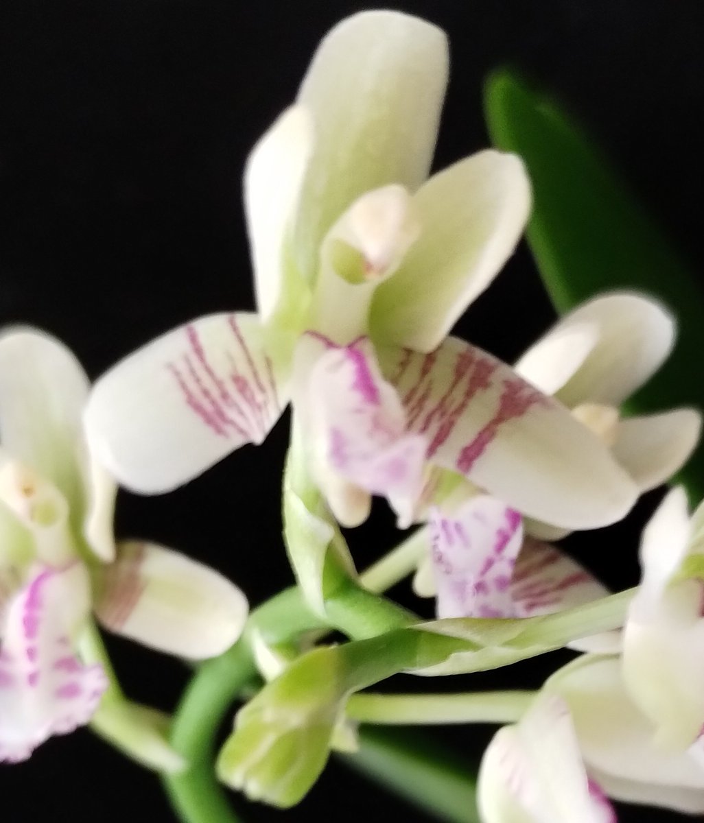 Orchiholism tweet media