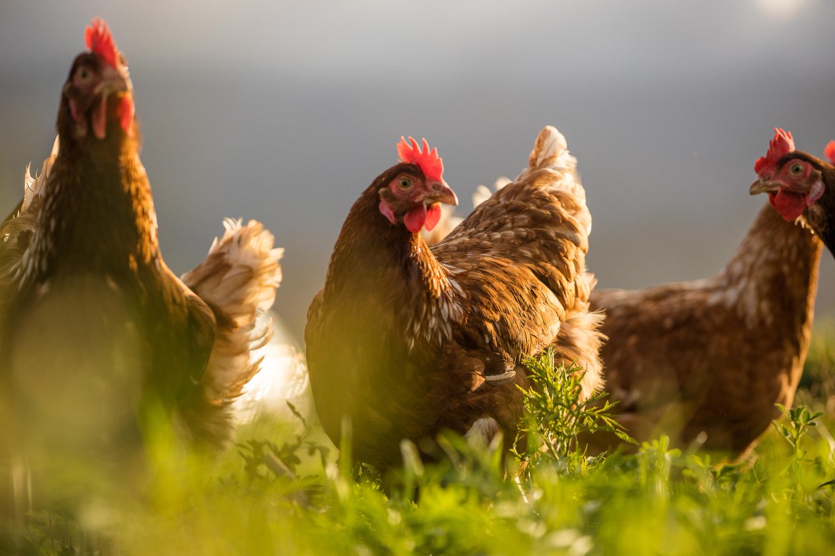 Cargill Animal Nutrition - UK (@cargillanimaluk) on Twitter photo Cargill’s Reveal® Layers tool has been used successfully in laying flocks in North America, Europe, and Asia from early 2024. And it is now being used by Cargill poultry specialists in the UK. Contact our poultry specialist Luke Barnard (l_barnard@cargill.com) to find out more. Cargill’s Reveal® Layers tool has been used successfully in laying flocks in North America, Europe, and Asia from early 2024. And it is now being used by Cargill poultry specialists in the UK. Contact our poultry specialist Luke Barnard (l_barnard@cargill.com) to find out more.