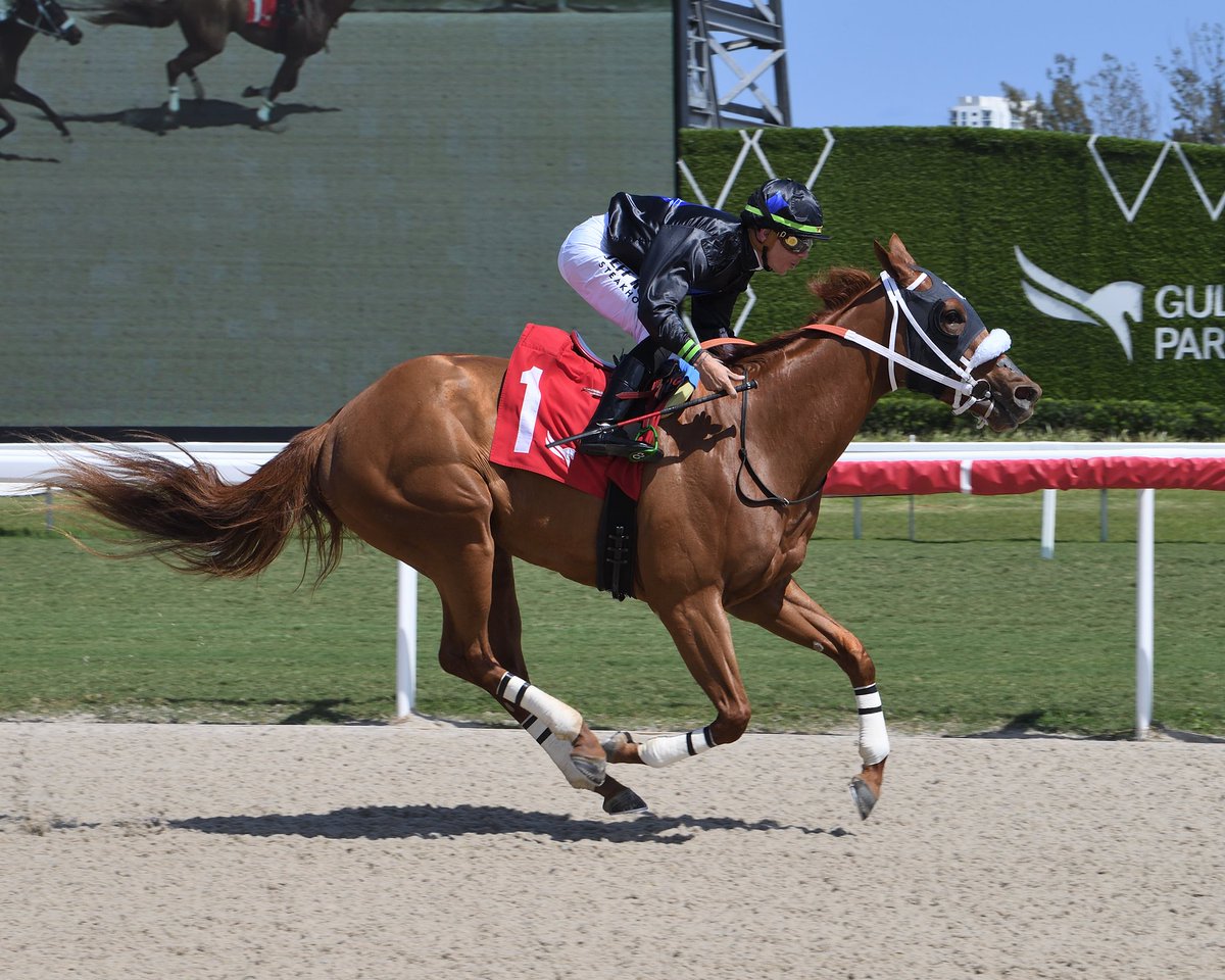 Gulfstream Park (@gulfstreampark) on Twitter photo Greenfield Cougar, with <a href="/Tyler_Gaff/">Tyler Gaffalione</a>, dominates race 4 for trainer/owner <a href="/fawkesracinginc/">Fawkes Racing Inc</a> and owner Steel City Stable. #GulfstreamPark #ChampionshipMeet Greenfield Cougar, with <a href="/Tyler_Gaff/">Tyler Gaffalione</a>, dominates race 4 for trainer/owner <a href="/fawkesracinginc/">Fawkes Racing Inc</a> and owner Steel City Stable. #GulfstreamPark #ChampionshipMeet