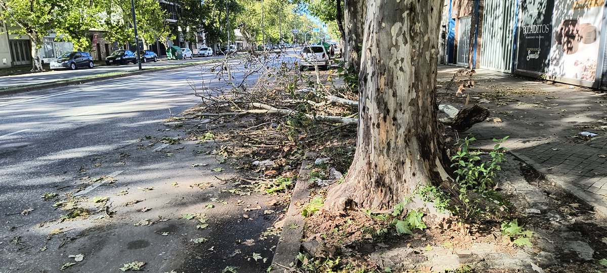 Avellaneda e/Montevideo y Zeballos 
Rama muy grande tirada desde la Tormenta 
#Atencion <a href="/MuniRosario/">Municipalidad de Rosario</a> 
<a href="/emergenciasAR/">red de emergencias</a>