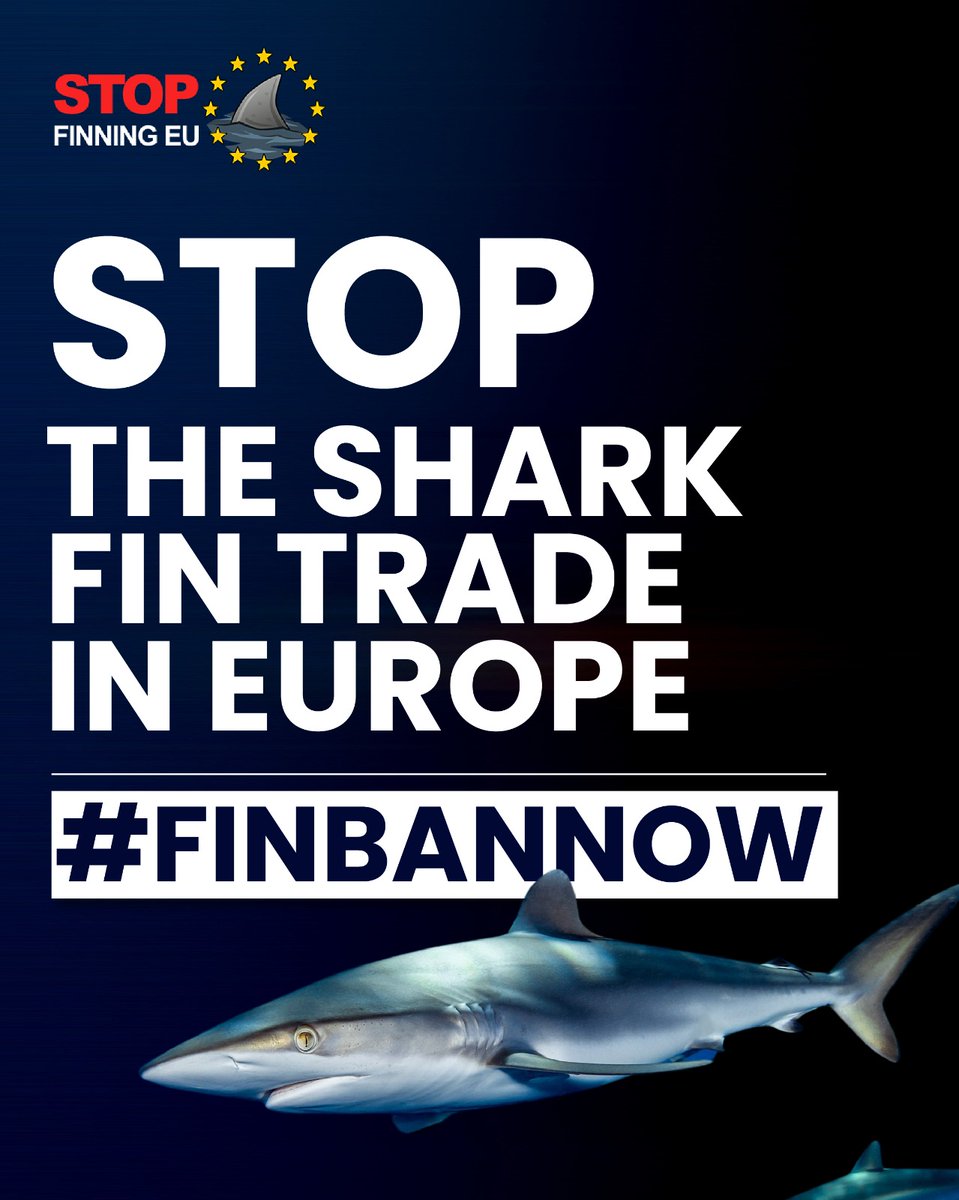 Alarming ⚠️ Between 2003-2020 the export of shark fin-related products from #Europe to Asian trade hubs increased from 23% to 45%! A #FinBanNow is urgently needed to save #sharks and #oceans 🦈🇪🇺 <a href="/VSinkevicius/">Virginijus Sinkevičius</a> <a href="/VeraJourova/">Věra Jourová</a> @TimmermansEU <a href="/EU_Commission/">European Commission</a>