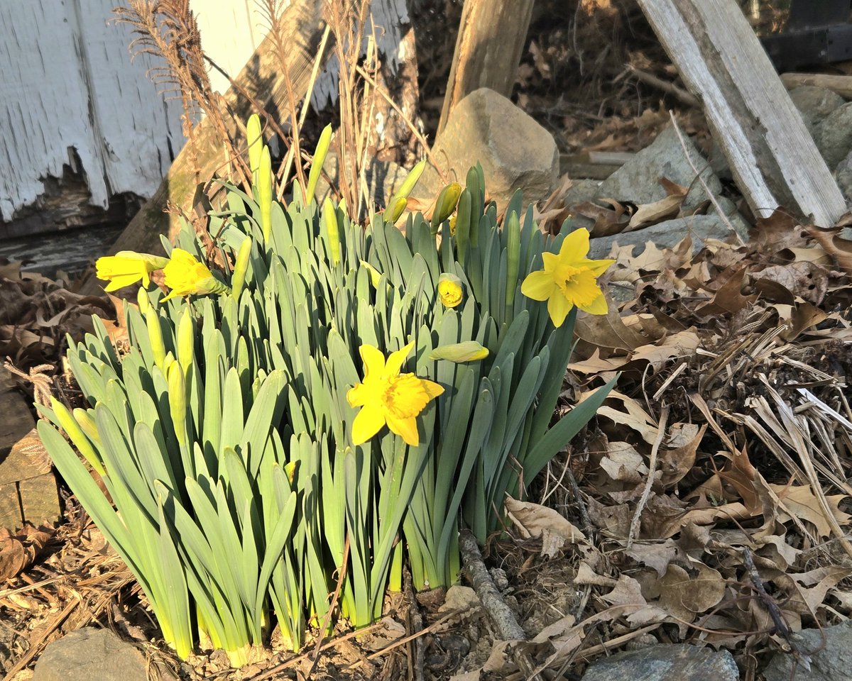 Backyard Adventures tweet media