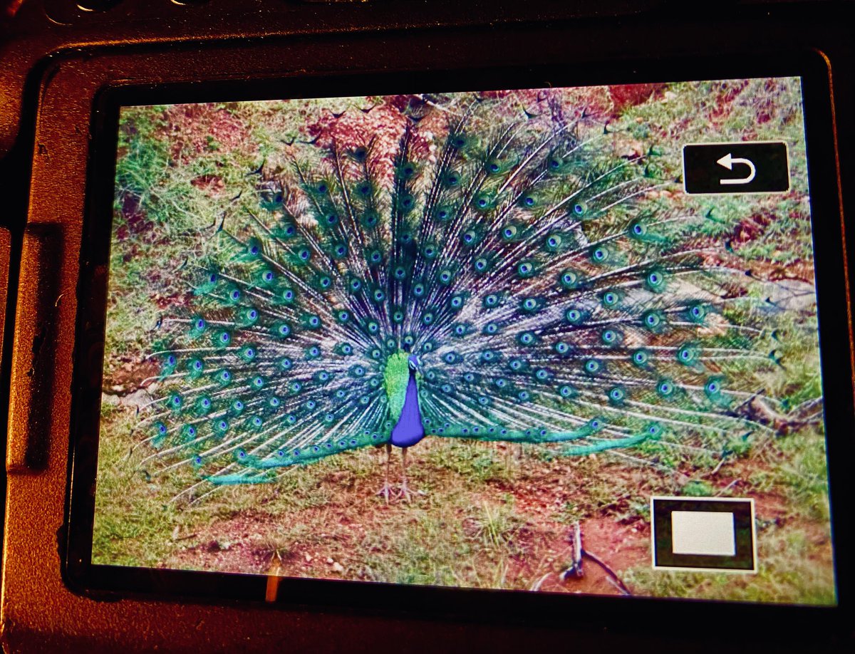 Sri Lanka. Finished on 176. Should have been over 200 really, ran out of steam, but pleased with that. Plenty of highlights let down by my normal standard of photography ..