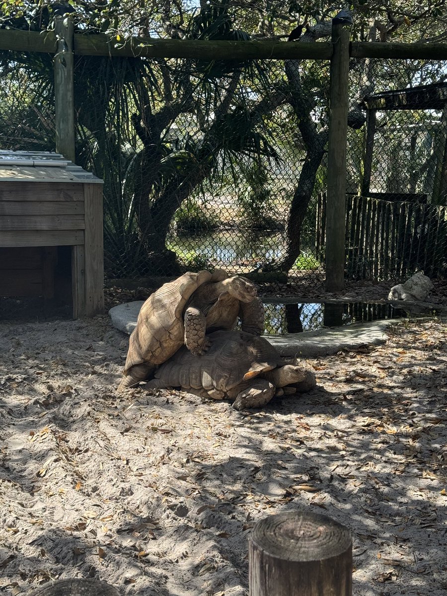 WeightingToBe's tweet image. My granddaughter thought it was funny the turtles were doing piggy back rides.