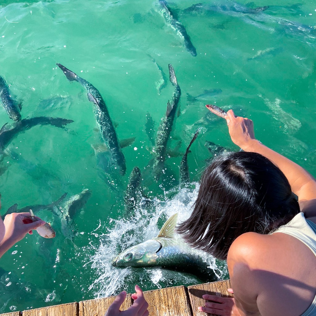 🐟 New Vacation Plan: Bring your friends and make unforgettable memories at Robbie’s 🐠 Fun, laughter, and adventure awaits in the Florida Keys! 🌊 

#RobbiesFloridaKeys #TarponFeeding #VacationGoals #FloridaKeysFun #FriendsTrip