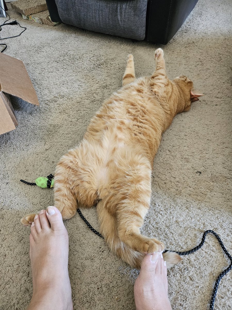 Playing pawsiez with Mama carelessly 😆 But I noticed we're losing friends 😿 We'd love more friends, not less - Blazey the Lion