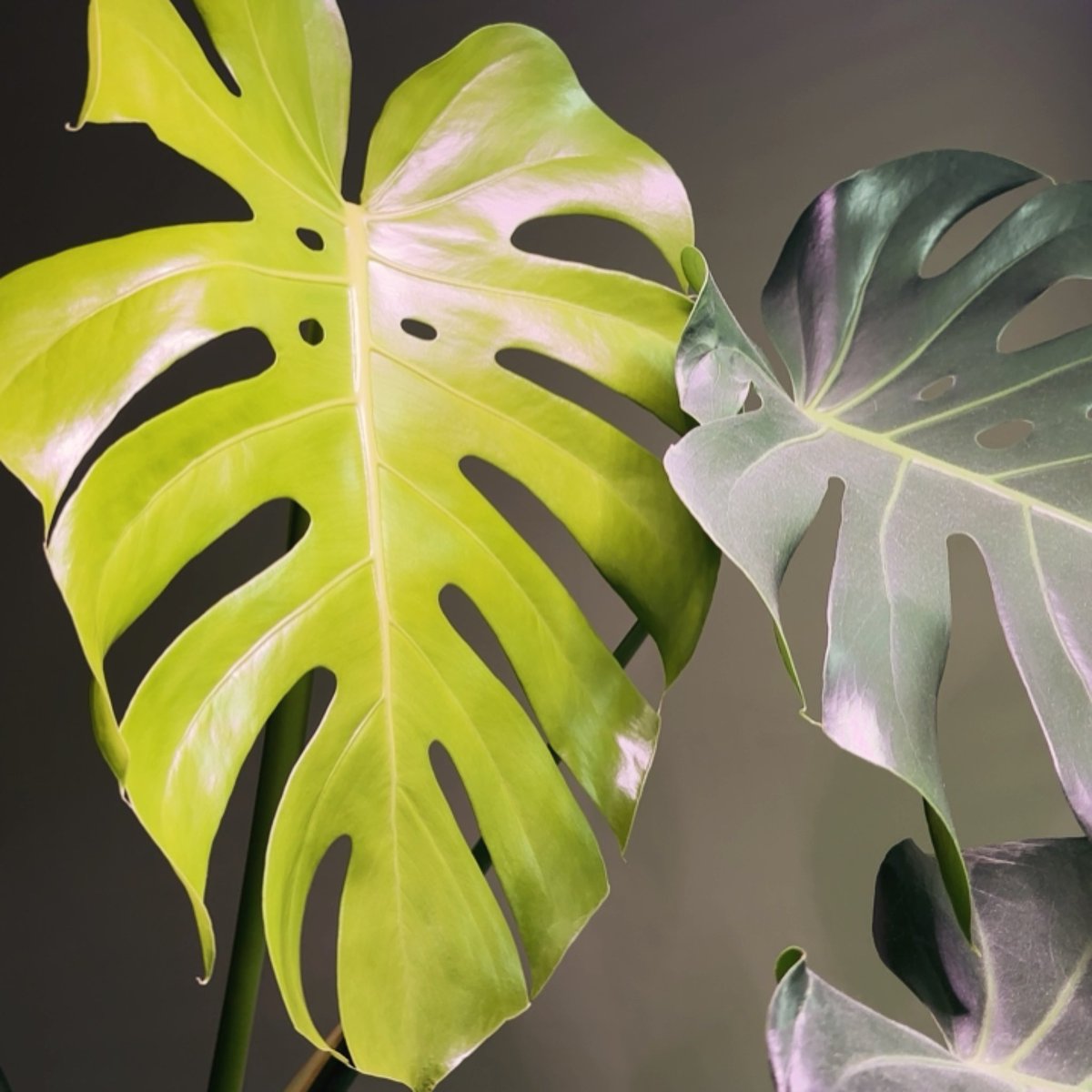 GrowWithNoot's tweet photo. Is your indoor jungle ready to thrive? Give houseplants the perfect boost before spring with Noot Bio-Organic Plant Food! 🌼💪

Packed with essential nutrients and beneficial microbes, it’s designed to invigorate plants—start with Noot. Try for $9: https://t.co/VXZHJ0a9FE https://t.co/ZMszlVJKcz