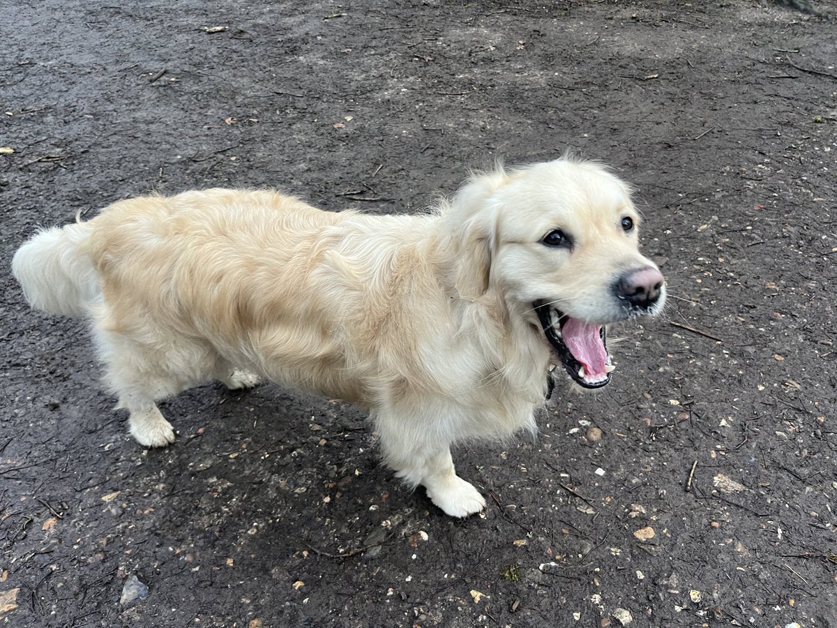 Minutes from beautiful groom to rolling in poo? 43. #GoldenRetriever