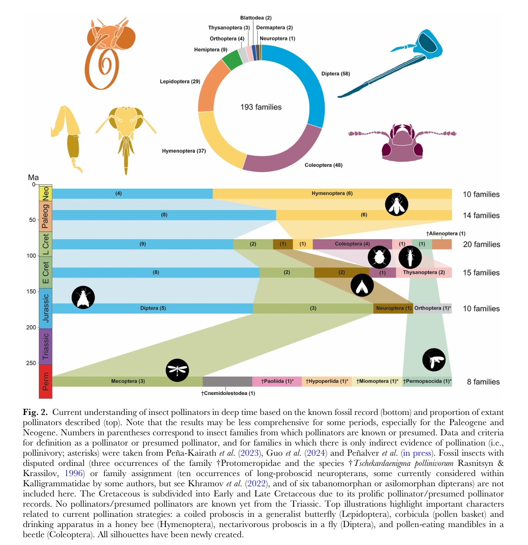 AndrejSpiridon4's tweet image. Critical role of fossils:
&quot;notion that insect pollination began with the origin of angiosperms is still widespread. Herein we highlight how all the known insect orders with extant and/or extinct pol-linator representatives radiated long before the evolution of ﬂowering plants.&quot;
