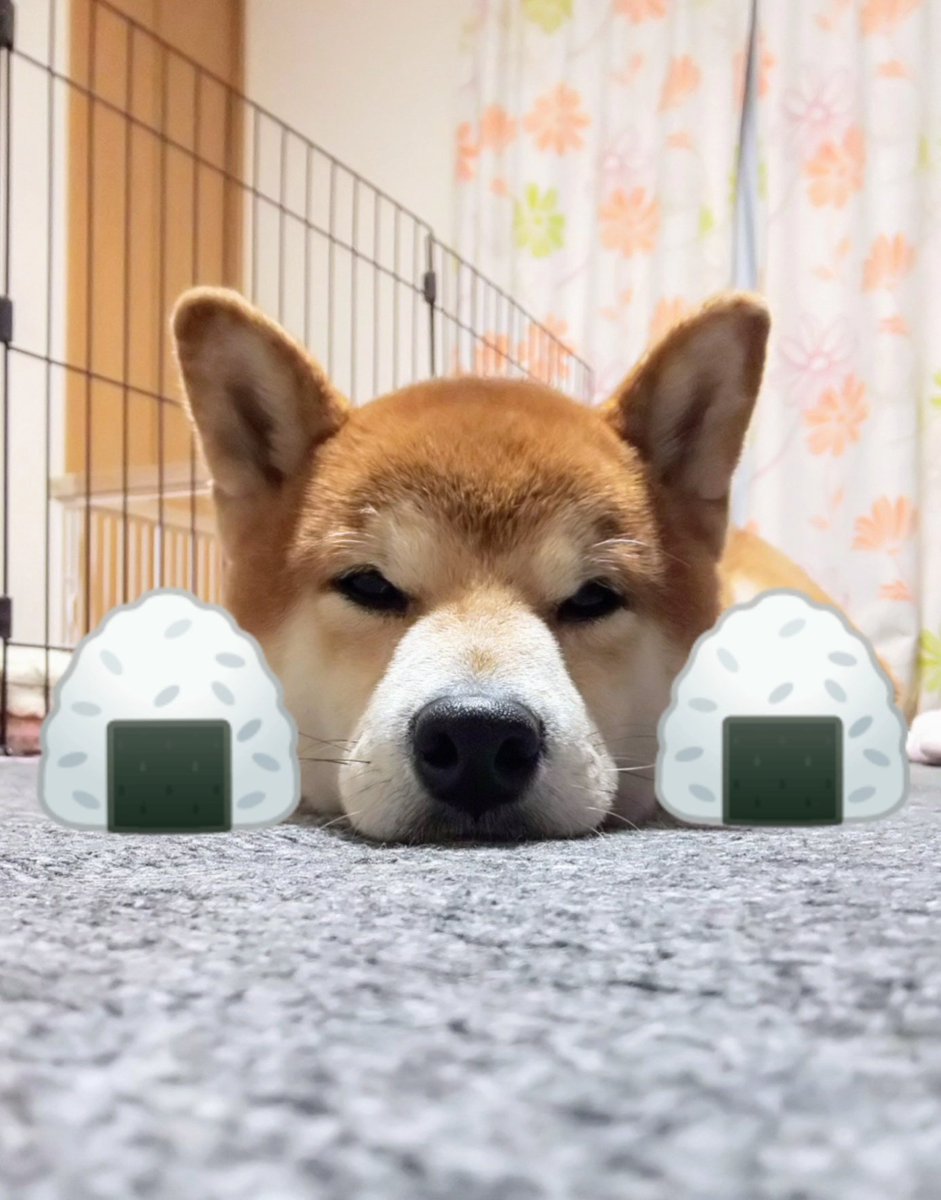 おにぎりが3つ…😳

#柴犬 #柴犬を崇めよ #柴犬大好き  #しばいぬ  #shibainu #柴犬が好きすぎる