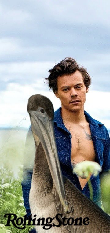 Harry Styles and his long term partner Petunia Pelican finally tied the knot, Rolling Stones reports. They spoke with Harry about his upcoming album and everlasting love with his forever partner. 

Friends say they couldn’t “beak” happier!