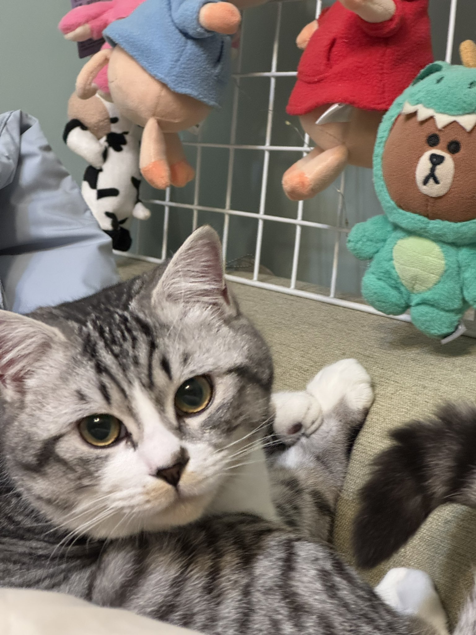 ＊ ❤︎びびさん専用❤︎ ＊ びびさんのポスト (@bibisan_weii) / X