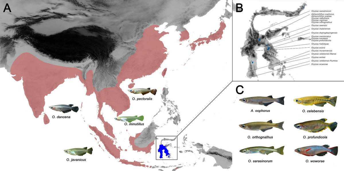 FishInTheNews's tweet photo. #Ecology - Increased phenotypic diversity as a consequence of ecological opportunity in the island radiation of Sulawesi ricefishes (Teleostei: Adrianichthyidae). #Oryzias #Ricefish
🔓 https://t.co/0PtfcjTwac https://t.co/FFC07PzohS