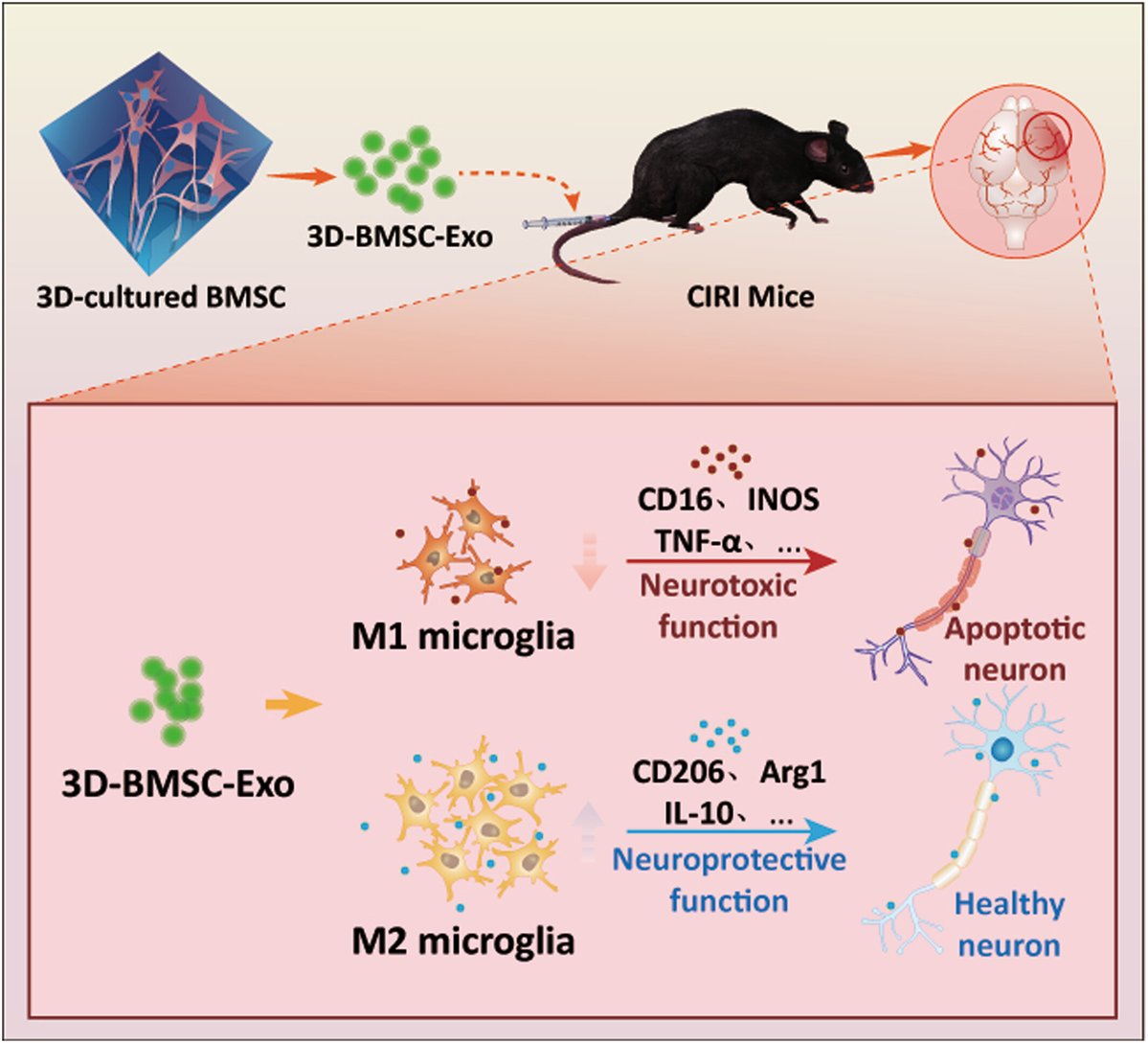 A new research article of #BMEMat “3D-cultured BMSC exosomes improve cerebral ischemia/reperfusion injury-induced neuronal apoptosis by regulating the microglia polarization” by Shan Wang and Tao Xin.
<a href="/WileyBiomedical/">Wiley Biomedical Science</a>

Check in🔍onlinelibrary.wiley.com/doi/epdf/10.10…
