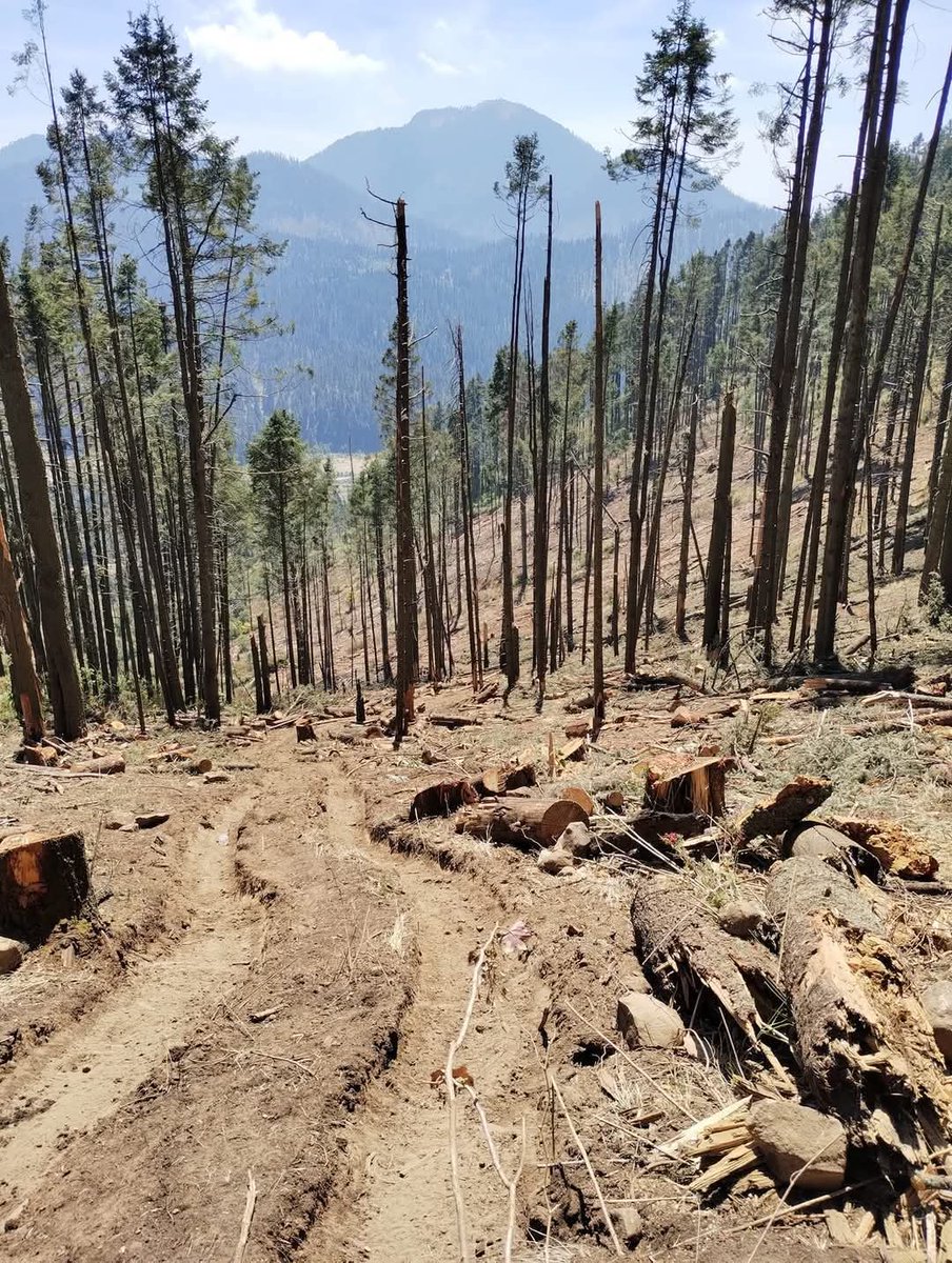 GerardoBoschLo's tweet image. Mañana habrá una marcha en Santa Martha Ocuilan Edomex de los pobladores de San Juan Atzingo Pueblo Originario Tlahuica, en contra de la tala ilegal del bosque de agua 
La tala sigue no para, por el contrario lo hacen descaradamente

Ayuden! Ésto es un verdadero ecocidio