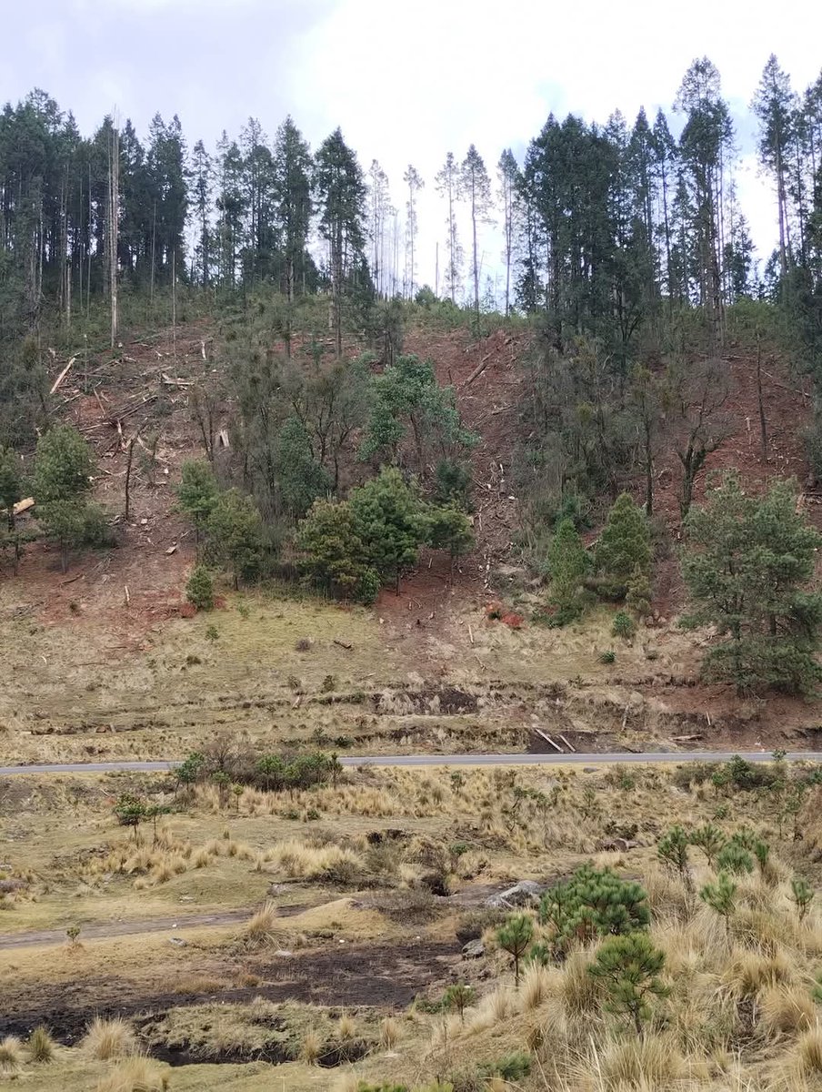 GerardoBosch (@gerardoboschlo) on Twitter photo <a href="/mariana_boy/">Mariana Boy</a> Mañana habrá una marcha en Santa Martha Ocuilan Edomex de los pobladores de San Juan Atzingo Pueblo Originario Tlahuica, en contra de la tala ilegal del bosque de agua
La tala sigue no para, por el contrario lo hacen descaradamente
Ayuden! Ésto es un verdadero ecocidio <a href="/mariana_boy/">Mariana Boy</a> Mañana habrá una marcha en Santa Martha Ocuilan Edomex de los pobladores de San Juan Atzingo Pueblo Originario Tlahuica, en contra de la tala ilegal del bosque de agua
La tala sigue no para, por el contrario lo hacen descaradamente
Ayuden! Ésto es un verdadero ecocidio