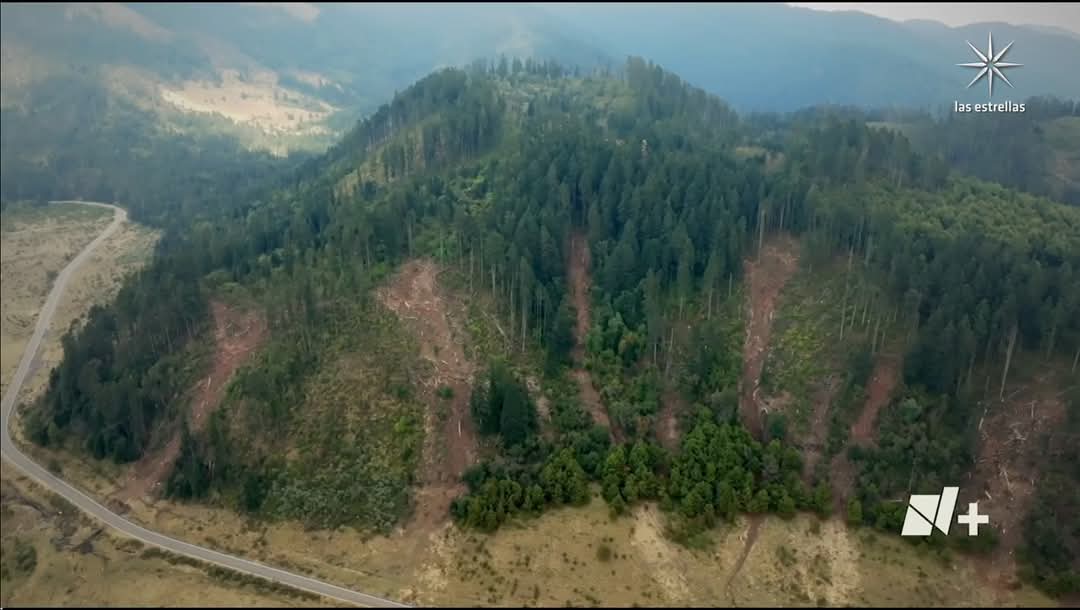 GerardoBoschLo's tweet image. Mañana habrá una marcha en Santa Martha Ocuilan Edomex de los pobladores de San Juan Atzingo Pueblo Originario Tlahuica, en contra de la tala ilegal del bosque de agua 
La tala sigue no para, por el contrario lo hacen descaradamente

Ayuden! Ésto es un verdadero ecocidio