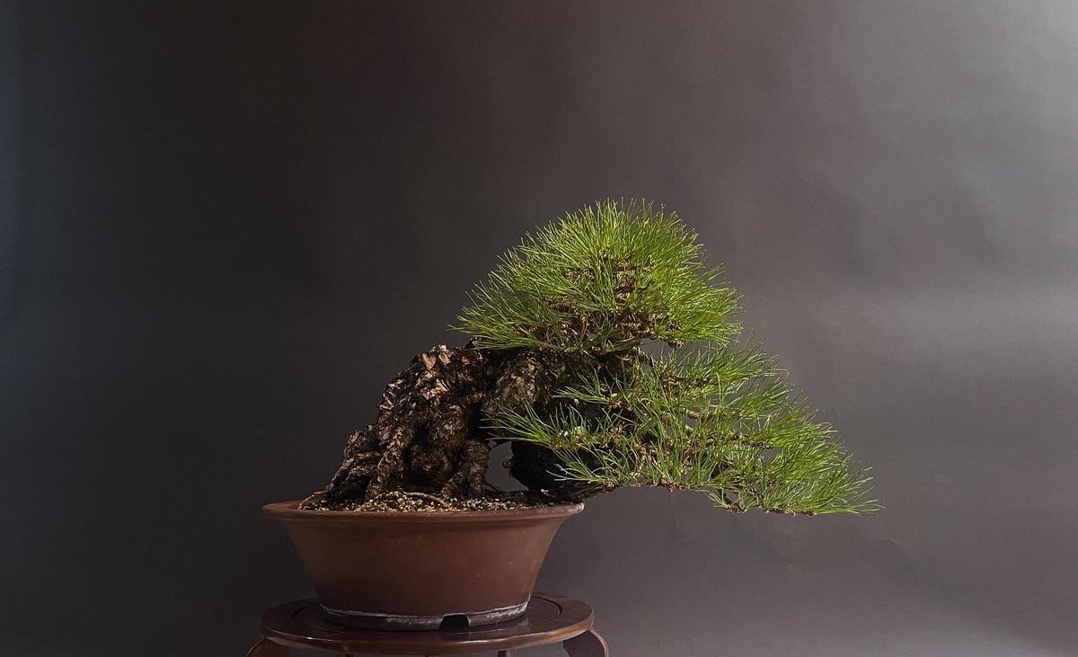 before / after
#黒松 #blackpine #盆栽 #bonsai #高松 #takamatsubonsai #日本文化 #japaneseculture #art