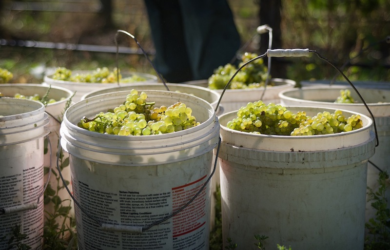 Dog Point Vineyard (@dogpointwines) on Twitter photo Our '24 Sauvignon Blanc was a high scoring SB in the AMW annual selection detailed in a recent <a href="/jancisrobinson/">Jancis Robinson</a> article. "This is a decisive style of NZ SB but it is head and shoulders above the other 2024s in this line up, not just in complexity but also in depth of fruit." Our '24 Sauvignon Blanc was a high scoring SB in the AMW annual selection detailed in a recent <a href="/jancisrobinson/">Jancis Robinson</a> article. "This is a decisive style of NZ SB but it is head and shoulders above the other 2024s in this line up, not just in complexity but also in depth of fruit."