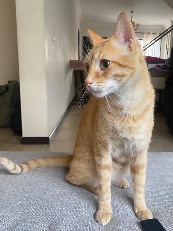AlertaMePerdi's tweet photo. #PERDIDO #DAULE
Nombre: #Patacon
Fecha: 2025-03-12
Sector: Urb. Villa Club Etapa Omega, La Aurora
Sexo: Macho
Raza: Mestizo
Obsv: Anaranjado, blanco del estómago y la zona del bigote es blanco con puntos naranjas y de ojos verdes
Contacto: 0959718431
#AlertaMePerdí https://t.co/6VvkueoY9Z