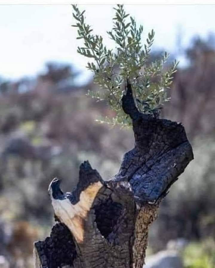 Recepsamuncu1's tweet image. Kureselcılerin Zeytin Düşmanlıgının Sebebi,,SONSUZLUK AĞACI...

Orman yangınından tam 1 yıl sorsa hemen hemen %90 ı yanmış olan bir zeytin ağacı, aradan bir yıl geçtikten sonra yeniden filiz veriyor. 
Hayata asla küsmüyor.
Asla kendini dışarıdaki bu muhteşem hayata kapatmıyor...