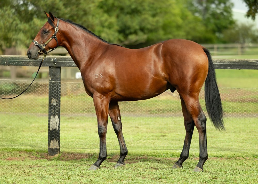 Rob Colquhoun (@colquhounrob) on Twitter photo Really looking forward to selling the nicest yearling I’ve bred at the <a href="/mmsnippets/">Magic Millions</a> Adelaide sale. A son of <a href="/NewgateFarm/">Newgate</a> Cosmic Force, he is a half to <a href="/mhbloodstock/">Michael Hickmott</a> Oakbank Cup winner Oath of Omerta and a grandson of an Adelaide stakeswinner. <a href="/FairviewPark/">Fairview Park Stud</a> <a href="/shanenicholsrac/">Shane Nichols Racing</a> Really looking forward to selling the nicest yearling I’ve bred at the <a href="/mmsnippets/">Magic Millions</a> Adelaide sale. A son of <a href="/NewgateFarm/">Newgate</a> Cosmic Force, he is a half to <a href="/mhbloodstock/">Michael Hickmott</a> Oakbank Cup winner Oath of Omerta and a grandson of an Adelaide stakeswinner. <a href="/FairviewPark/">Fairview Park Stud</a> <a href="/shanenicholsrac/">Shane Nichols Racing</a>