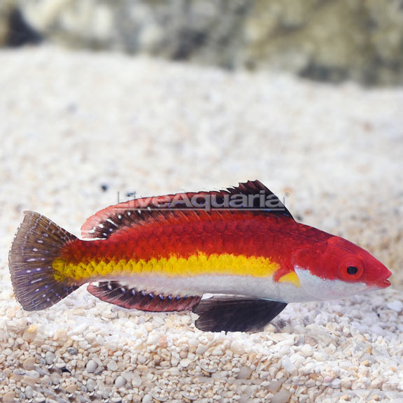 LiveAquaria's tweet photo. 🏝️ Add color & activity to your reef with a Reef-Safe Wrasse! 🐠✨ These vibrant, peaceful fish make the perfect addition to your saltwater aquarium. Explore our top-quality selection now! ⬇️
🔗 Shop here: https://t.co/Y4JHceAKB0
#ReefSafe #Wrasse #SaltwaterAquarium #LiveAquaria https://t.co/X0JjqbWxgM