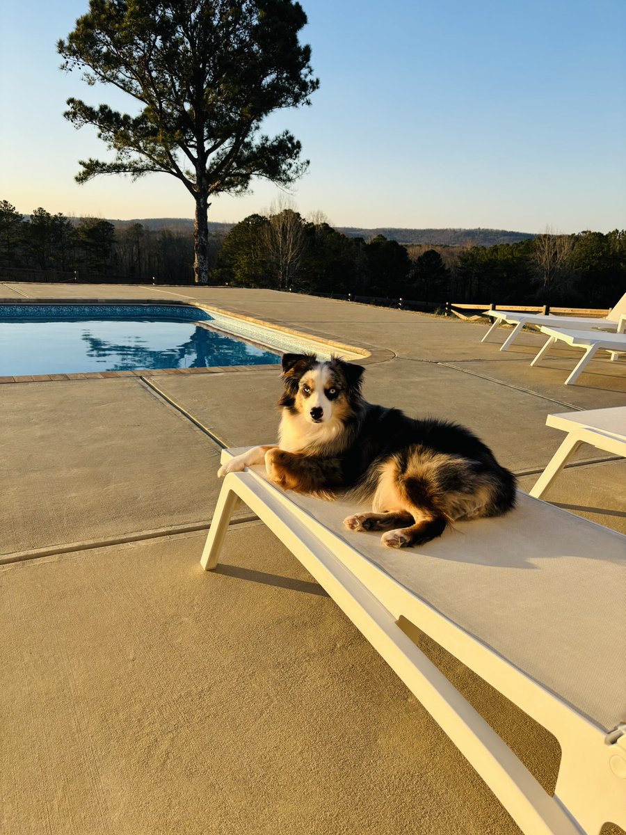 Jennaru72's tweet photo. @JedediahBila Dog. Used to have a cat years ago but just one spoiled dog now https://t.co/rZE0fMXApR