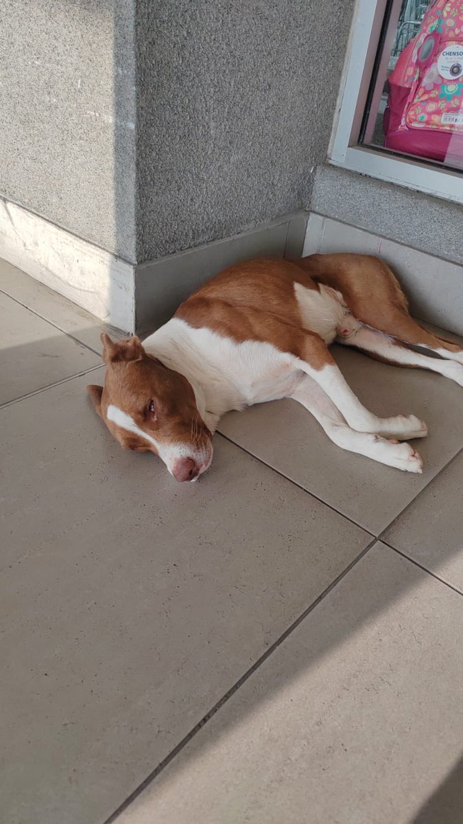 Perdido en el supermercado Machetazo de Brisas del Golf. Por favor, difundir para este amiguito regrese a casa: citicoooooo