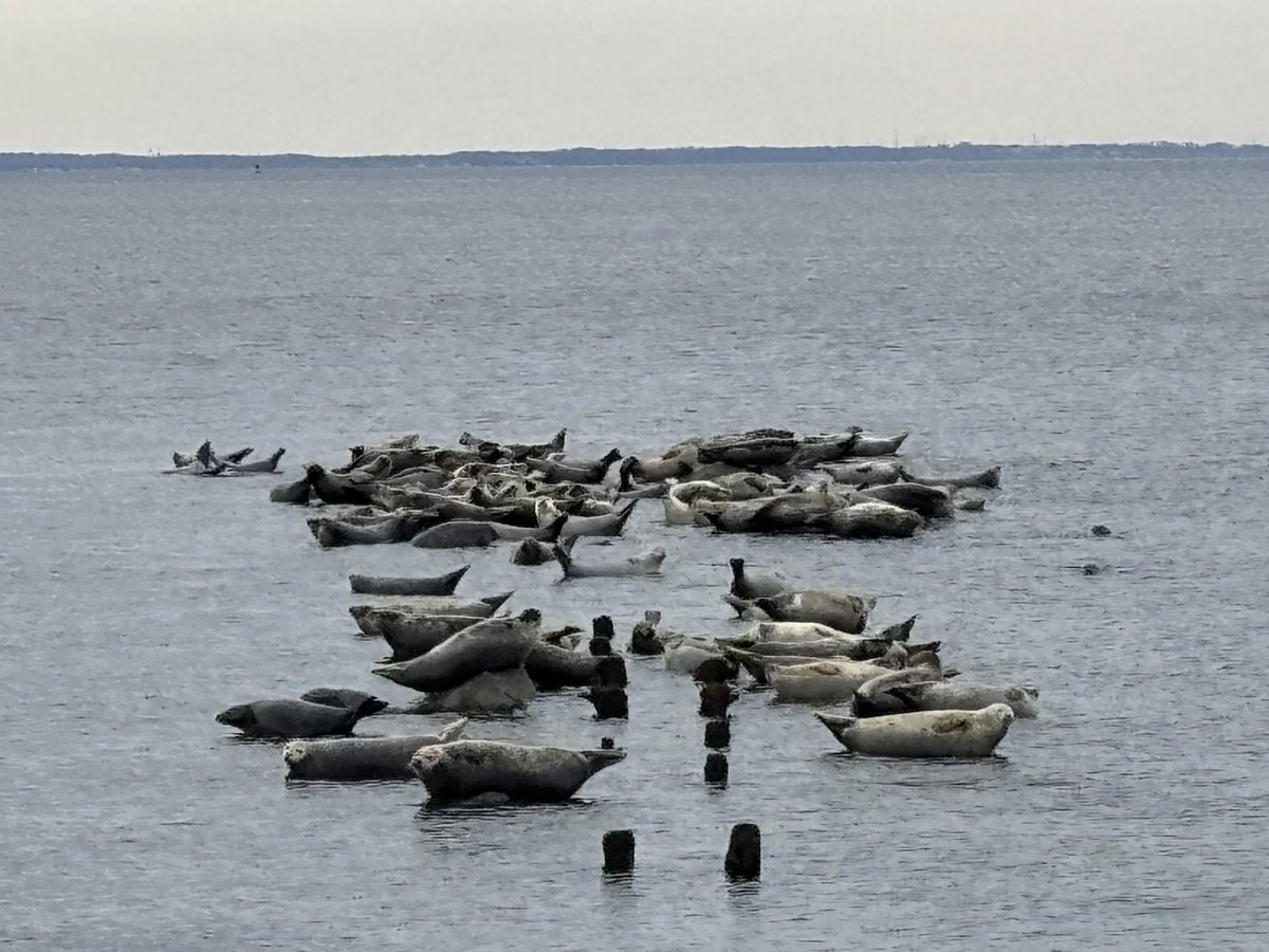 MAST_Research (@mastresearch) on Twitter photo So much fun bringing the 6th graders from <a href="/HopeacademyAP/">SuperintendentPratt</a> to visit the seals! Thank you to seal team seniors (Liv D, Liv P and Russ K), and the other volunteers. Special thanks to Sara from <a href="/SaveCoastalWild/">Save Coastal Wildlife</a> and none of this could be possible with out support from <a href="/SJ_Program/">Sustainable Jersey</a> So much fun bringing the 6th graders from <a href="/HopeacademyAP/">SuperintendentPratt</a> to visit the seals! Thank you to seal team seniors (Liv D, Liv P and Russ K), and the other volunteers. Special thanks to Sara from <a href="/SaveCoastalWild/">Save Coastal Wildlife</a> and none of this could be possible with out support from <a href="/SJ_Program/">Sustainable Jersey</a>