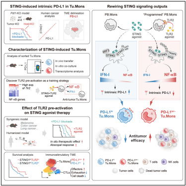 Targeting tumor monocyte-intrinsic PD-L1 by rewiring STING signaling and enhancing STING agonist therapy dlvr.it/TJWHZk