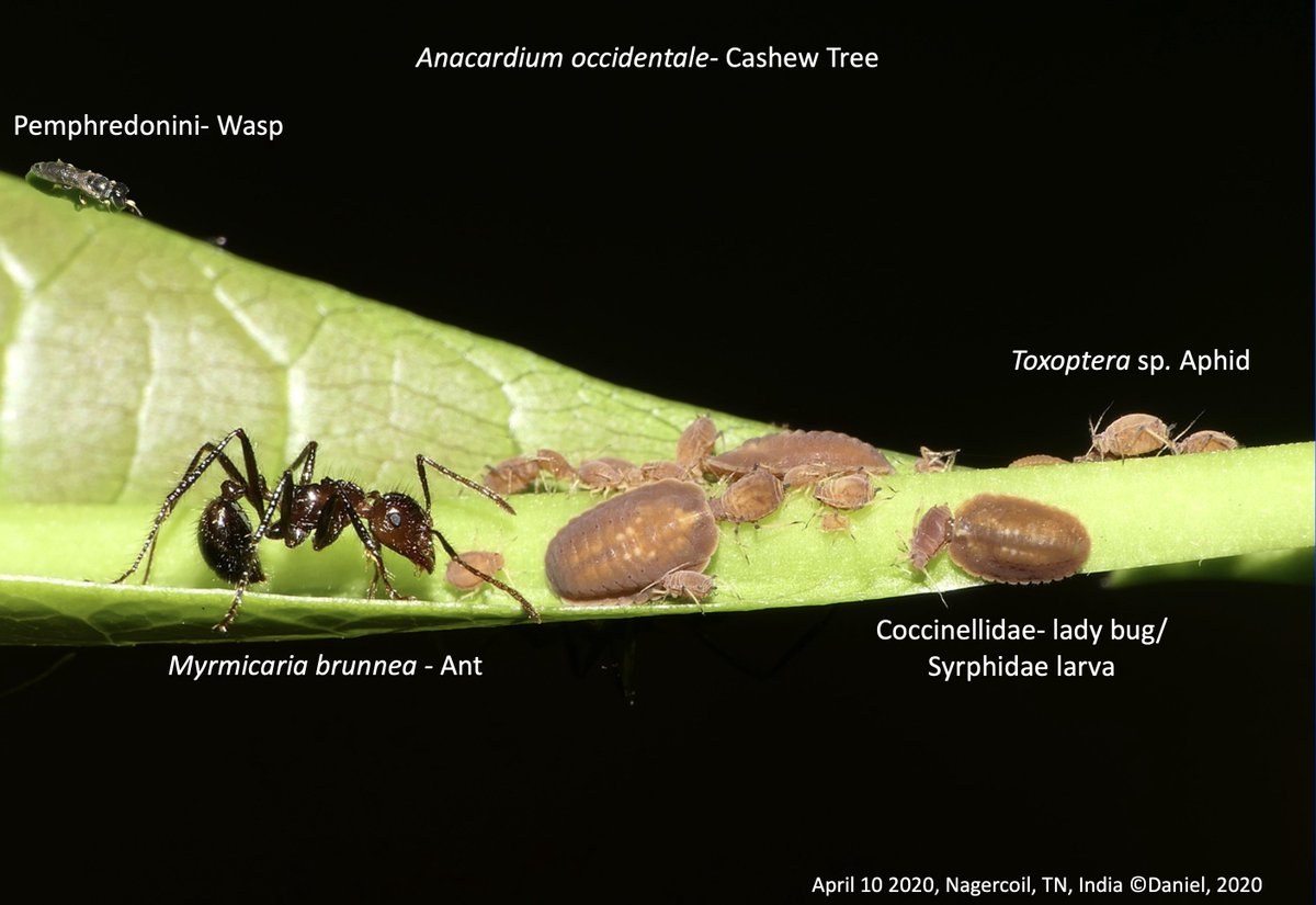 ALFRED DANIEL J (דָּנִיֵּאל) (@danieljalfred1) on Twitter photo I organized a photography workshop at the <a href="/EntsocAmerica/">Entomological Society of America</a> SE branch meeting in Baton Rouge for field techniques to document insects. One click can reveal nature’s intricate stories—like an aphid colony on a cashew leaf, tended by an ant, hunted by a wasp, and ambushed by predators I organized a photography workshop at the <a href="/EntsocAmerica/">Entomological Society of America</a> SE branch meeting in Baton Rouge for field techniques to document insects. One click can reveal nature’s intricate stories—like an aphid colony on a cashew leaf, tended by an ant, hunted by a wasp, and ambushed by predators
