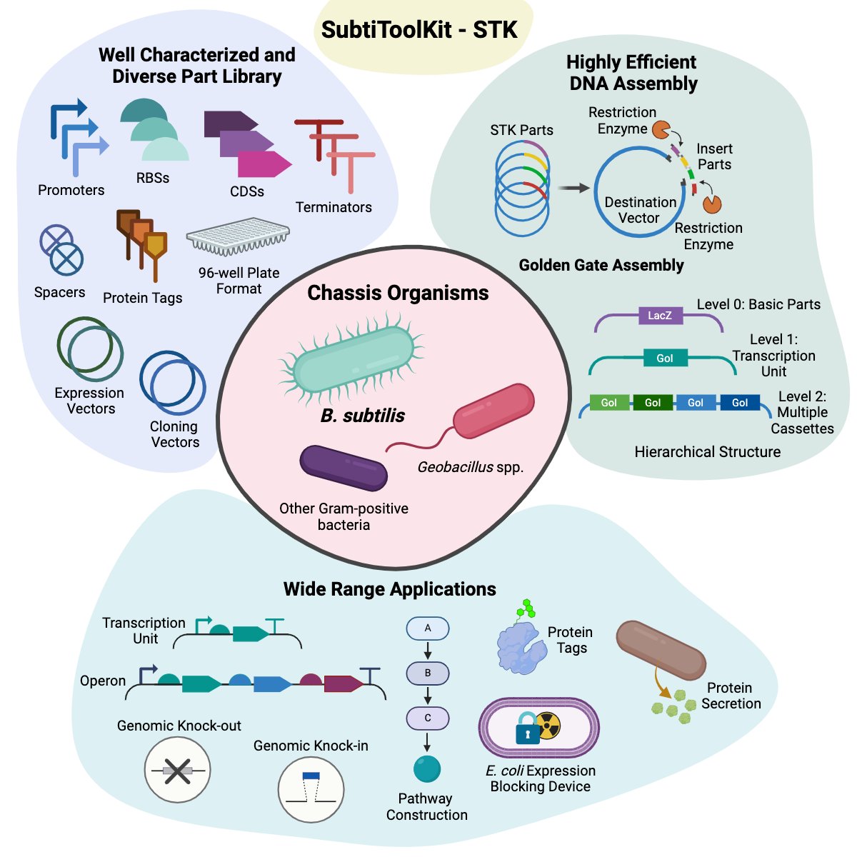 Koray Malcı (@koray_malci) on Twitter photo Need to design gram-positive bacteria? Our comprehensive genetic toolkit, SubtiToolKit (STK), can be really useful! Check out our study with <a href="/JCaroAstorga1/">J.Caro-Astorga</a> and <a href="/ProfTomEllis/">Tom Ellis</a> published in <a href="/TrendsinBiotech/">Trends in Biotechnology</a>. STK is coming soon to <a href="/Addgene/">Addgene</a>! #SynBio #Biotech 👇 doi.org/10.1016/j.tibt… Need to design gram-positive bacteria? Our comprehensive genetic toolkit, SubtiToolKit (STK), can be really useful! Check out our study with <a href="/JCaroAstorga1/">J.Caro-Astorga</a> and <a href="/ProfTomEllis/">Tom Ellis</a> published in <a href="/TrendsinBiotech/">Trends in Biotechnology</a>. STK is coming soon to <a href="/Addgene/">Addgene</a>! #SynBio #Biotech 👇 doi.org/10.1016/j.tibt…