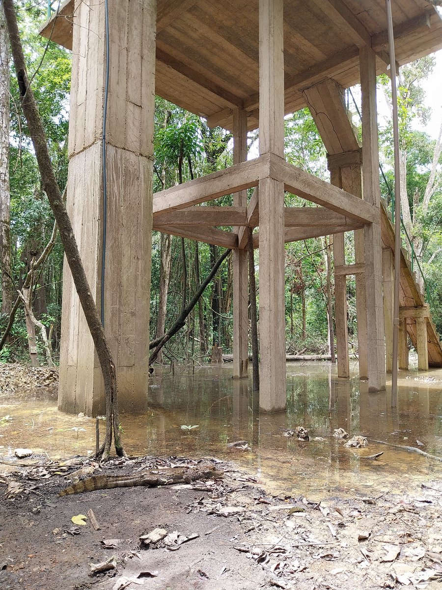Ayan Fleischmann (@ayanfleischmann) on Twitter photo A curious spectacled caiman observes with attention the Mamirauá flux tower. 
Is it observing the multiple arapaima and tambaqui fishing passing by?
Or tracking the Amazon floodplain methane emissions? A curious spectacled caiman observes with attention the Mamirauá flux tower. 
Is it observing the multiple arapaima and tambaqui fishing passing by?
Or tracking the Amazon floodplain methane emissions?
