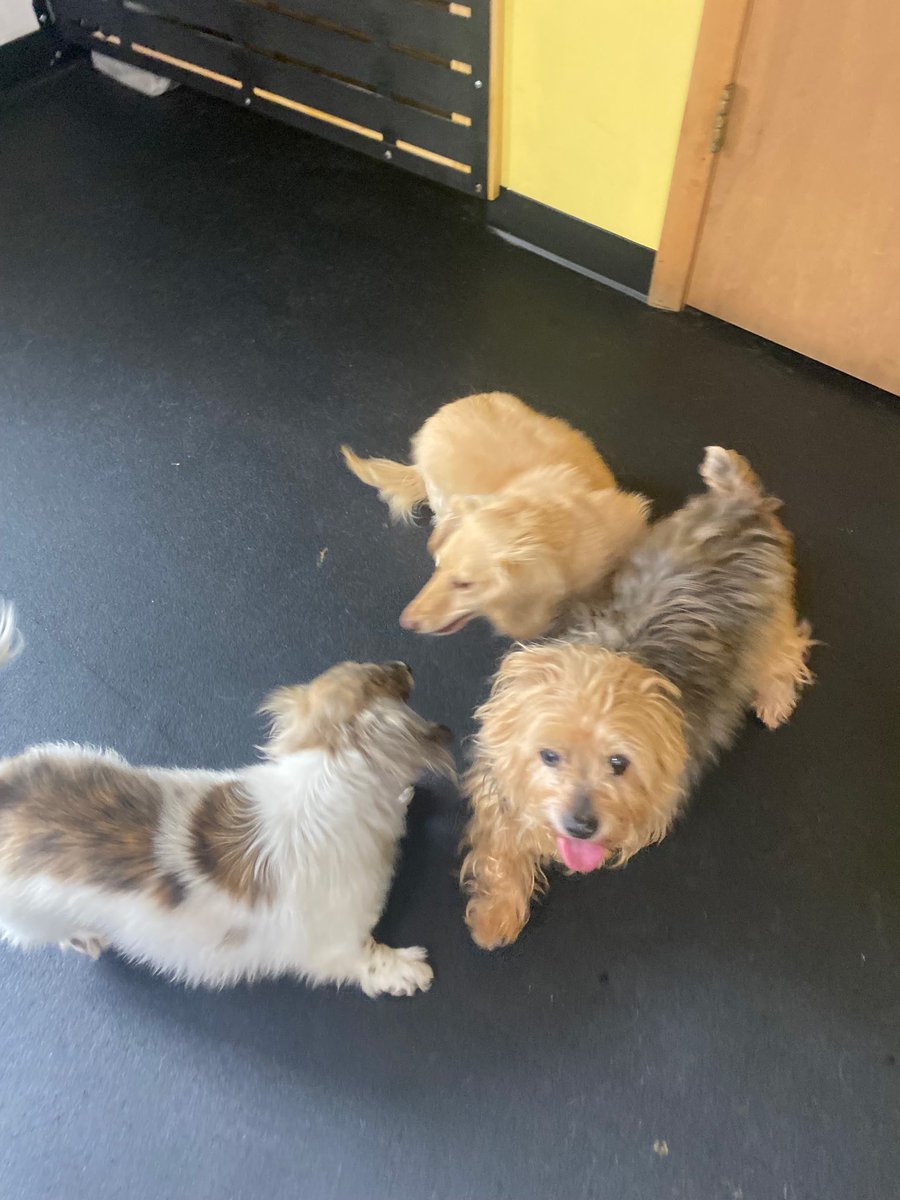 dani48086's tweet image. The three amigos: Daphne, Layla, and 26 year old “Uncle” Manly