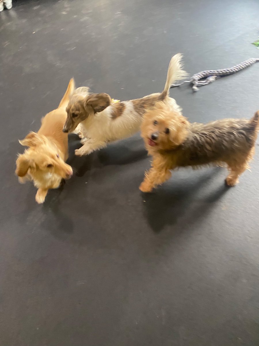 dani48086's tweet image. The three amigos: Daphne, Layla, and 26 year old “Uncle” Manly