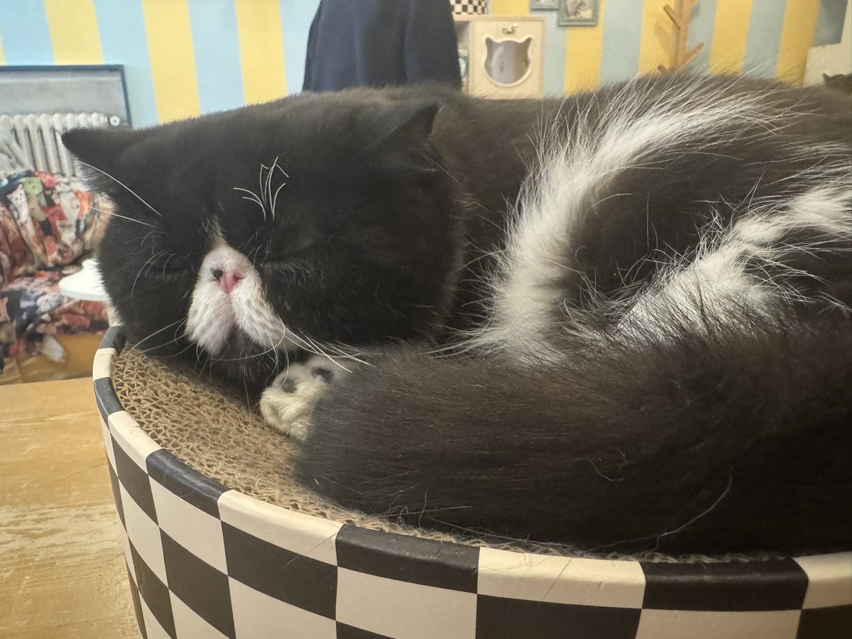 Je suis allée à un Cat Café avec mon chéri aujourd’hui, il y en avait un avec une giga calvasse la pauvre 🥺
Mais c’était trop trop bien !
