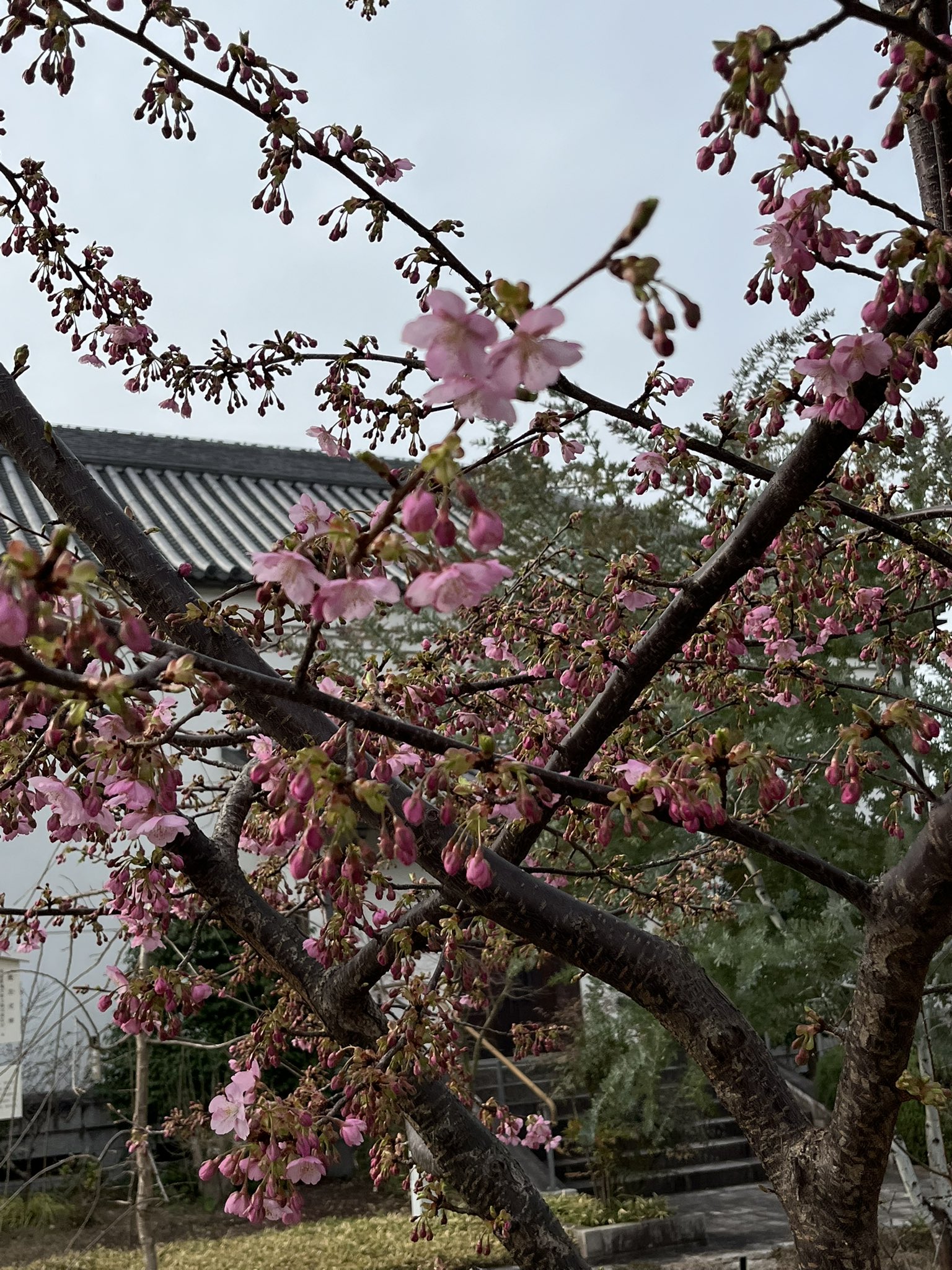 名古屋市蓬左文庫 (@HousaLibrary) / X 名古屋市蓬左文庫 (@HousaLibrary) / X