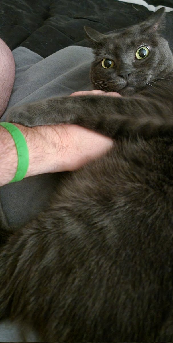 Rudedeck's tweet image. Make sure you&apos;re listening to @DougPlagens on the Panthers app (like Decker and Teemu from Eastvale, Calif)! Click the radio button.  #WorldFamousFormerTwitterSegment #TimeToHunt 🐀🐈‍⬛️