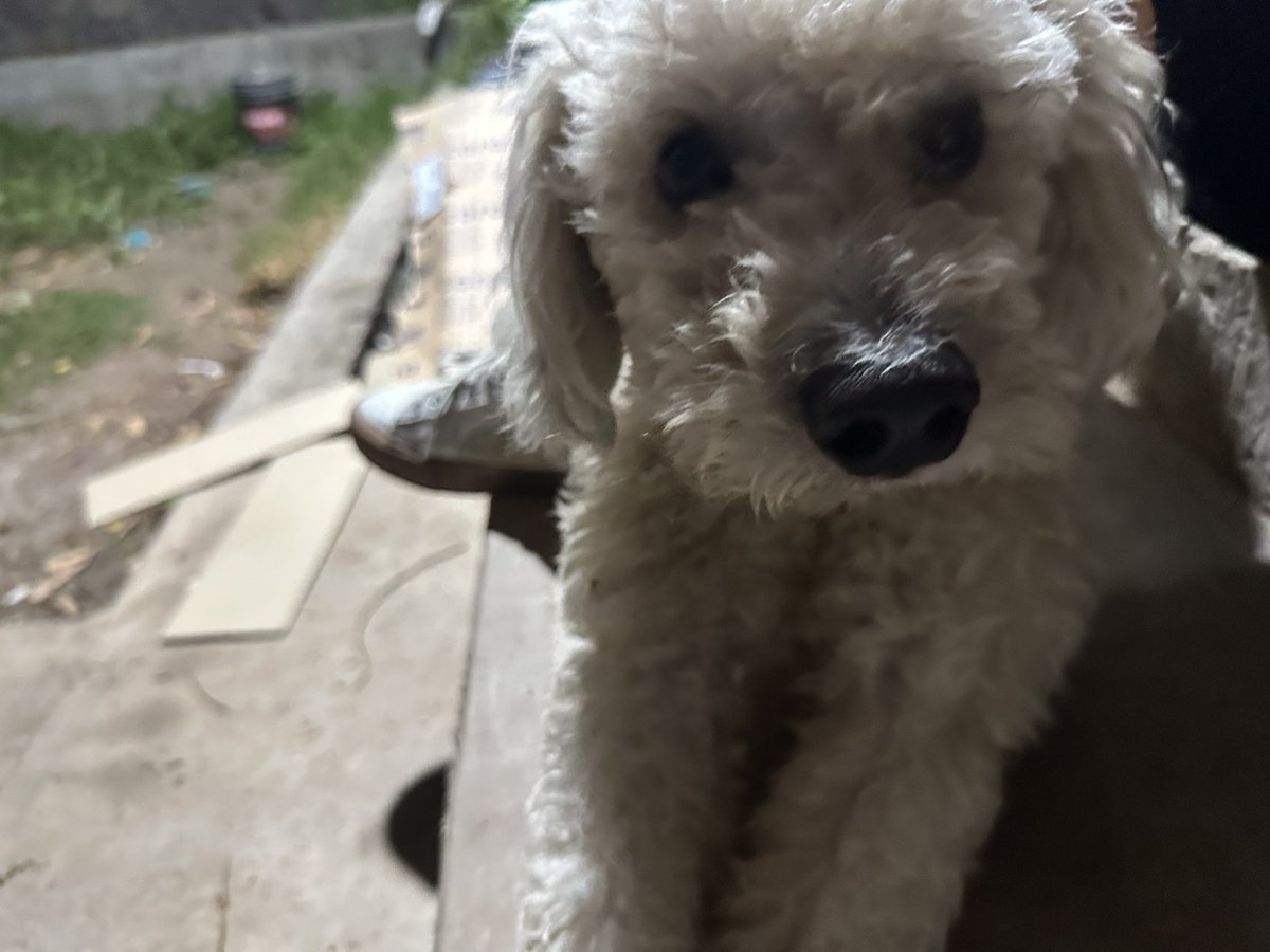 lostinfreedumb's tweet photo. 日本食を食べて犬と戯れてジムに行く。
ホームシック打破チャレンジ継続中‼️ https://t.co/TyehIVjbE4