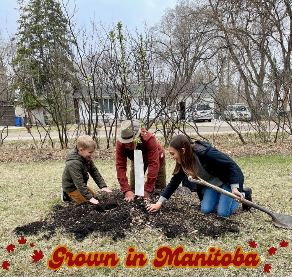Trees Winnipeg (The Coalition to Save the Elms) 🌳 tweet media