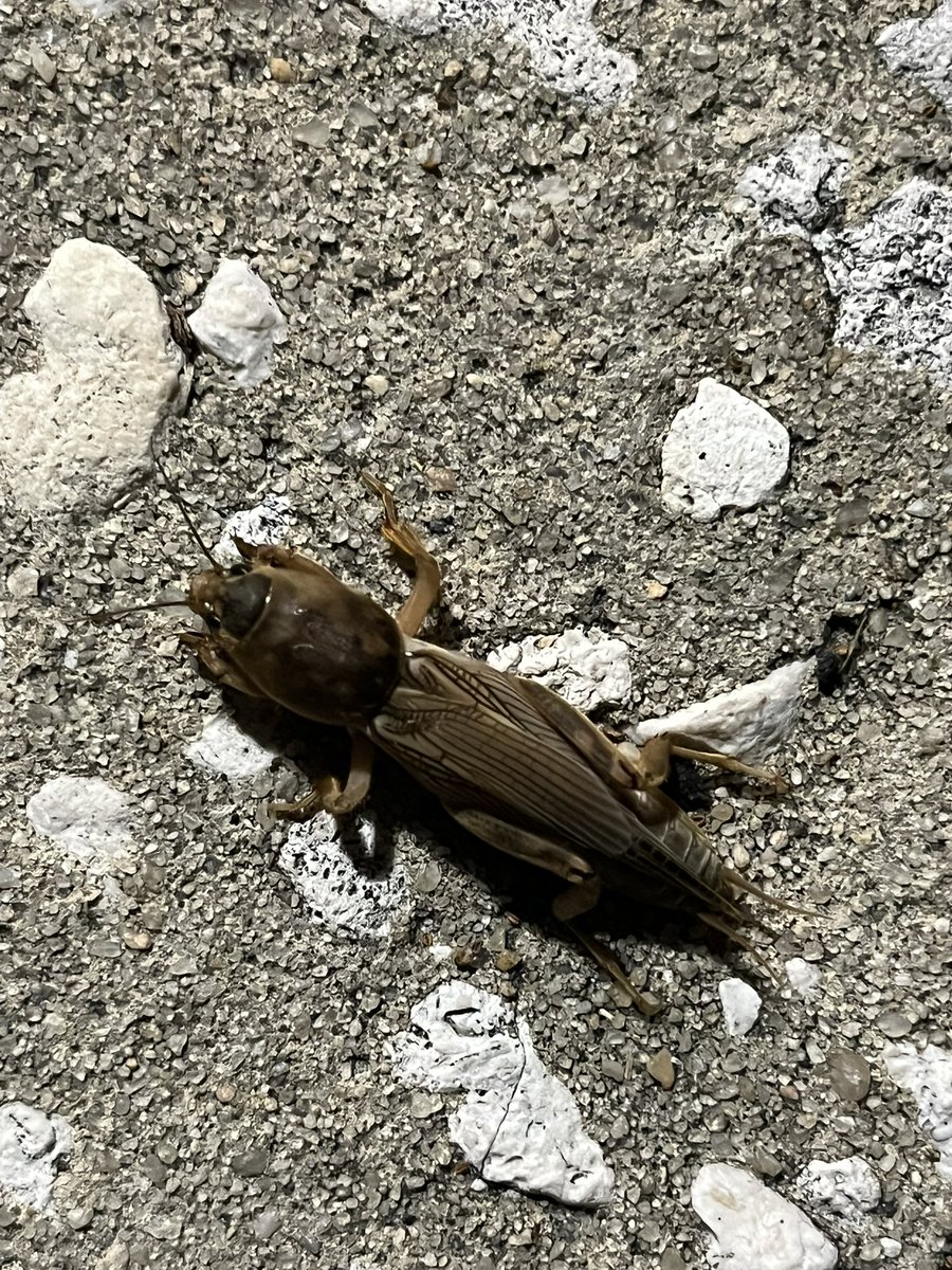 Greeted me in the garage this evening. Flight of the mole crickets is upon us