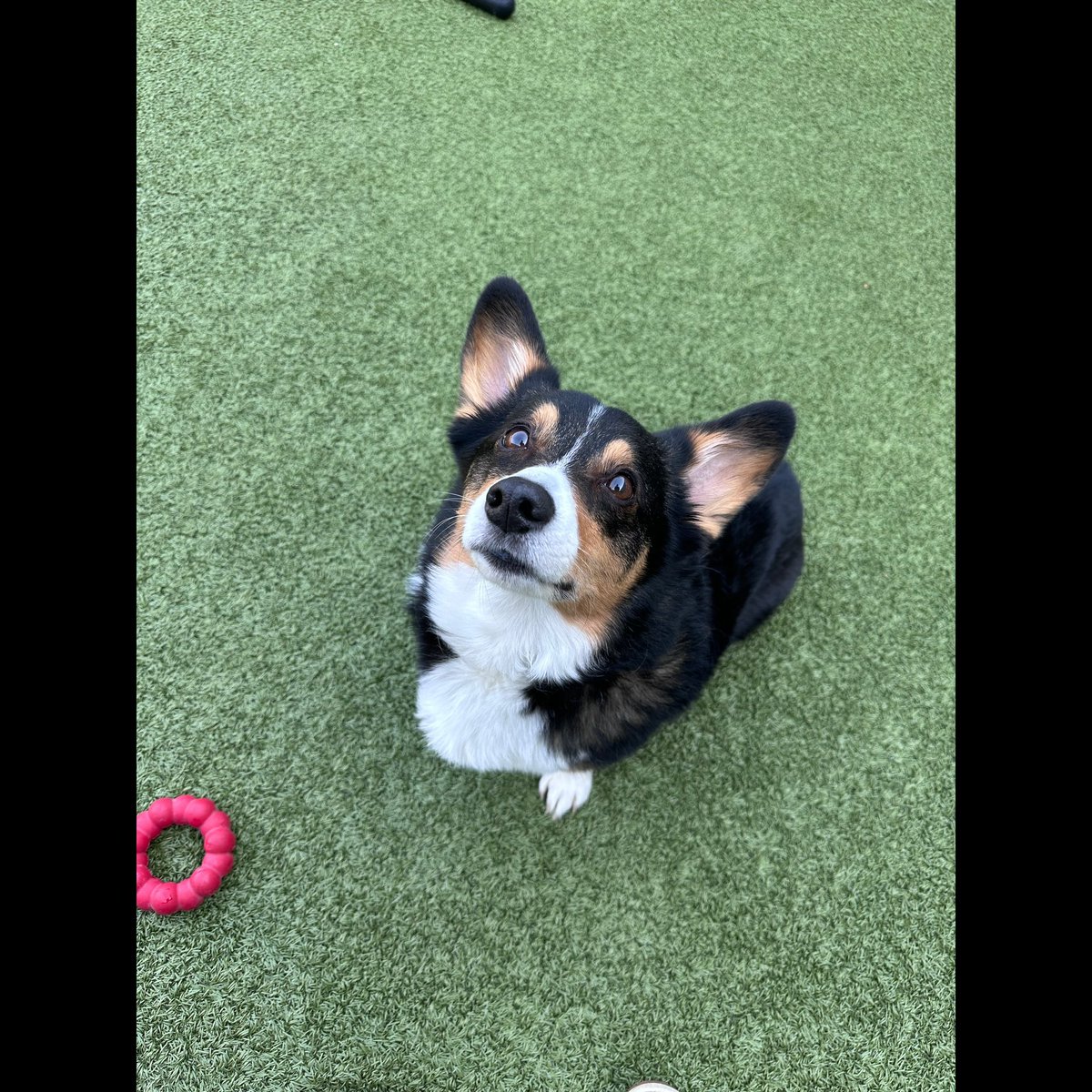 Karls_Breen's tweet photo. Chevy and Cam had two very different vibes while at doggy daycare today 😂 https://t.co/UGtuAfF45f