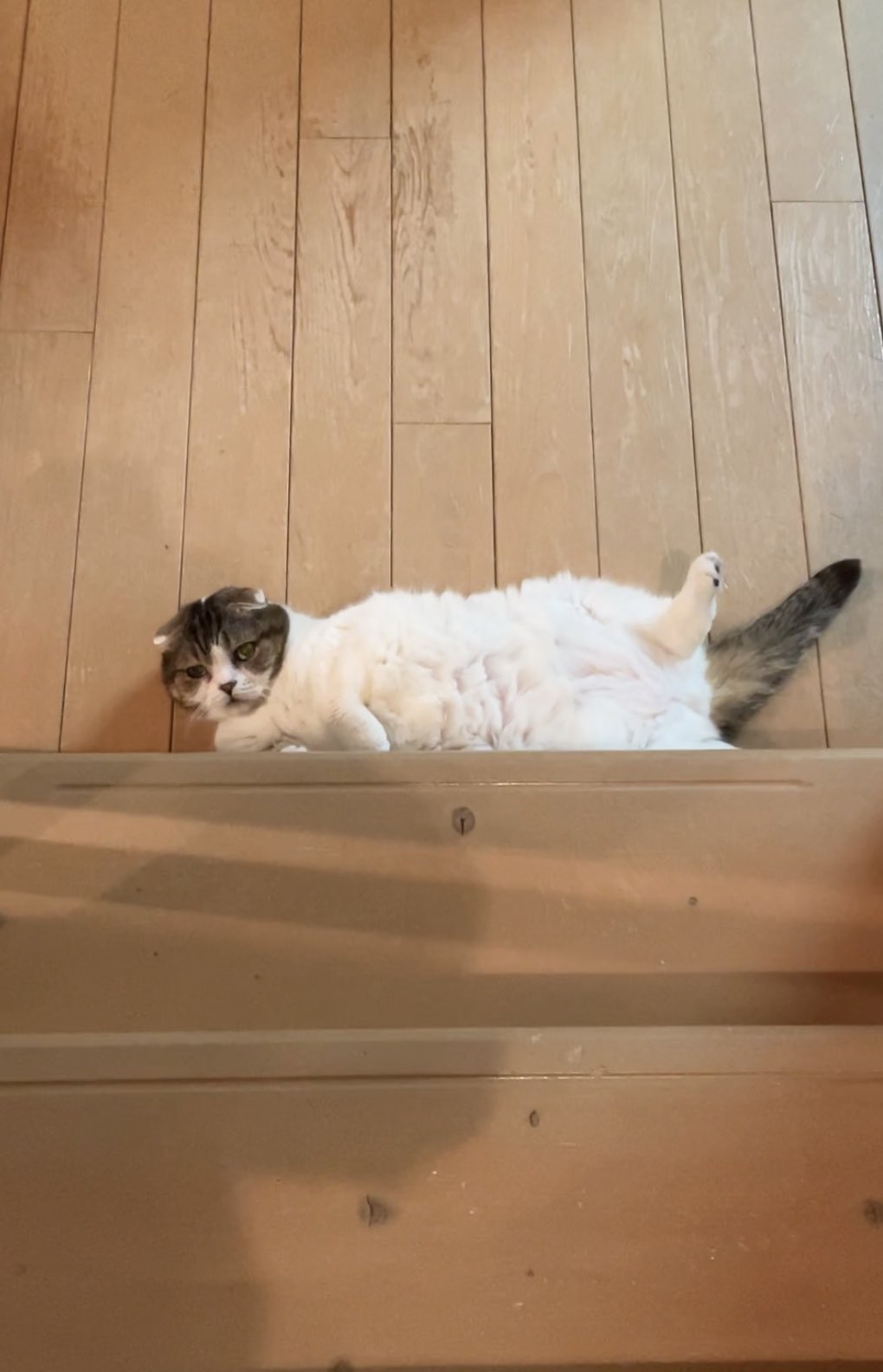 錆猫ギャラリー on X: 